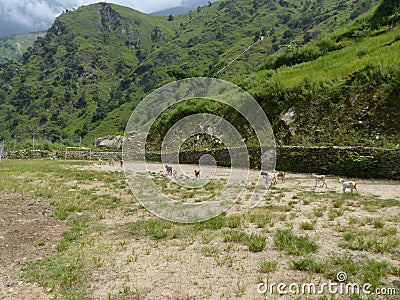 Sport ground with goats Stock Photo