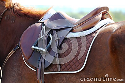 Sport horse close up under old leather saddle on dressage competition. Equestrian sport background. Stock Photo