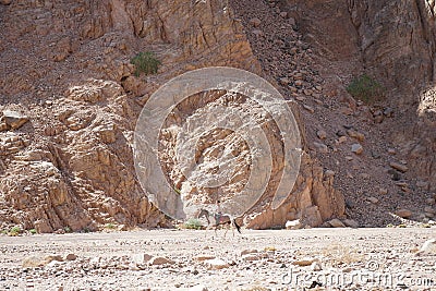 Woman rider on a horse in the vicinity of Malakot Mountain Oasis, Dahab, South Sinai Governorate, Egypt Stock Photo