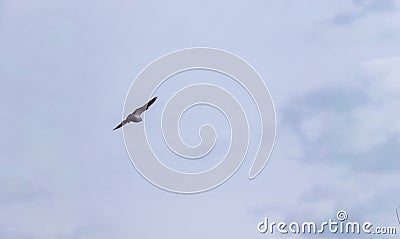 A sports pigeon flies away into the distance against a cloudy sky. The flight of the bird closeup. Stock Photo