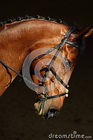 Sports saddle horse with bridle Stock Photo