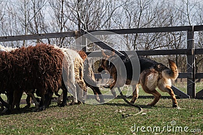 Sports standard for dogs on the presence of herding instinct. A beautiful and intelligent adult black and red sheepdog. German Stock Photo