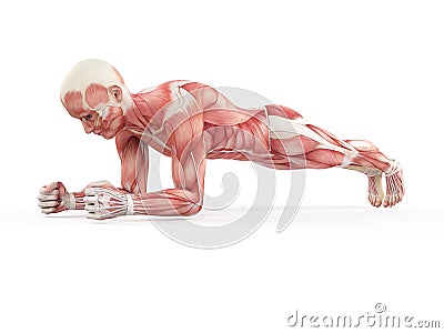 Sports workout - plank Cartoon Illustration