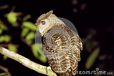 Spot Bellied Eagle owl, Bubo nipalensis, Ganeshgudi, Karnataka, Stock Photo