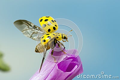 A 22-spot ladybird Stock Photo