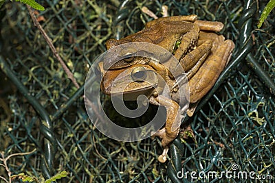 Spot-legged Tree Frog mating Stock Photo