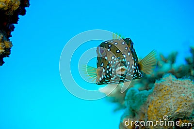 Spoted Box Fish Stock Photo