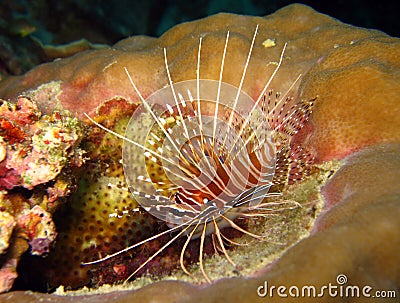 Spotfin Lionfish Stock Photo