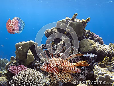Spotfin Lionfish Pterois antennata in a colourful reef Stock Photo