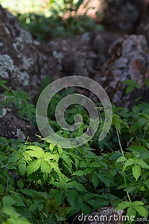 Spotlit foliage Stock Photo