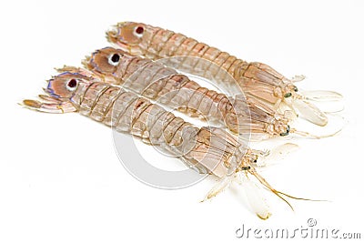 Spottail mantis shrimp Squilla mantis isolated on white background Stock Photo