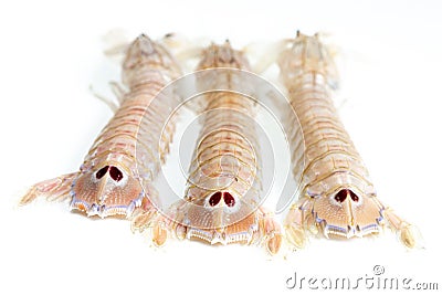 Spottail mantis shrimp Squilla mantis on white background Stock Photo