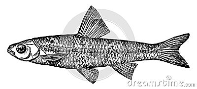 Spottail Minnow or Shiner, vintage illustration Vector Illustration