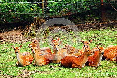 A herd of Spotted Axis Deer Stock Photo