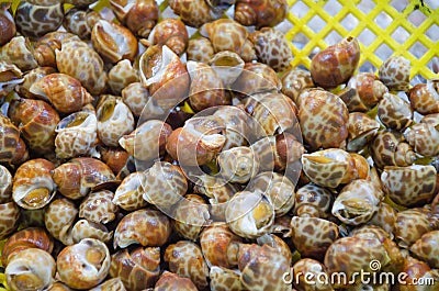 Spotted babylon snail in thai market Stock Photo