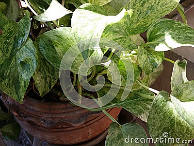 mixed green and white pattern leaves of Devil s ivy or Hunter s-robe creeping in clay pot Stock Photo