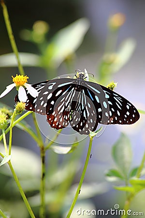 Spotted Black Crow Butterfly Stock Photo