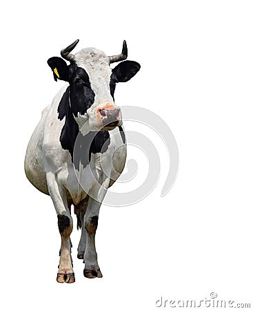 Spotted black and white cow full length isolated on white. Cow close up. Farm animals Stock Photo