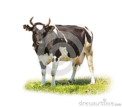 Spotted black and white cow full length isolated on white Stock Photo