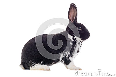 Spotted black and white rabbit sitting isolated on a white Stock Photo