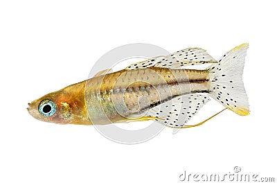 Spotted blue eyed rainbow fish Pseudomugil gertrudae aquarium fish Gertrude`s Blue-Eye Stock Photo