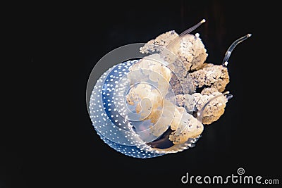 Blue jellyfish swimming in an aquarium tank environment Stock Photo