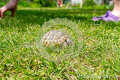Spotted brown tortoise. Turtles in the park. Summer bright landscape. Blurred background Stock Photo