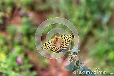 Spotted butterfly Stock Photo