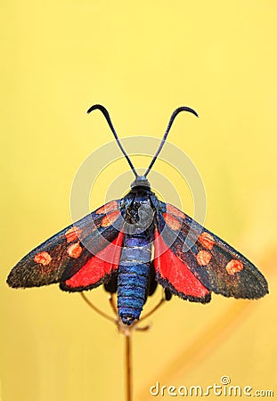 Spotted butterfly Zygaena filipendulae Stock Photo
