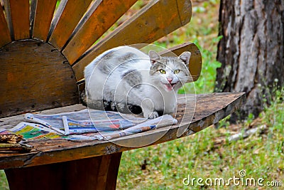 Spotted cat reading a newspaper on the bench Stock Photo