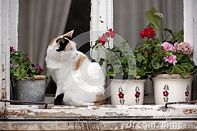 Spotted cat on a window Stock Photo