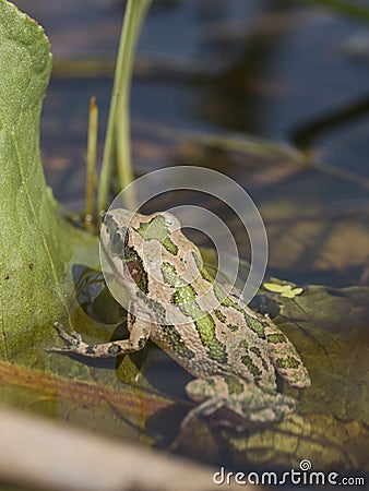 Spotted Chorus Frog (Pseudacris clarkii) Stock Photo