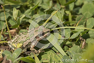 Spotted Chorus Frog (Pseudacris clarkii) Stock Photo