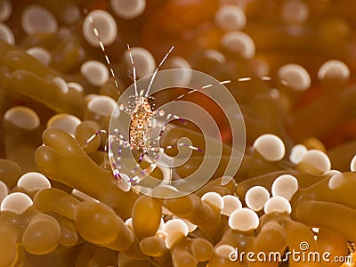 Spotted Cleaner Shrimp on branching anemone Stock Photo