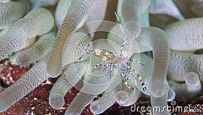 Spotted Cleaner Shrimp Stock Photo