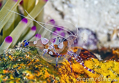 Spotted cleaner shrimp Stock Photo