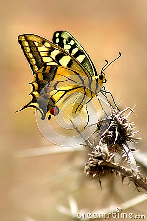 Spotted colorful butterfly on the thorn. Stock Photo