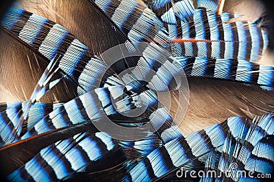 Spotted contrast feathers as basis of natural design Stock Photo