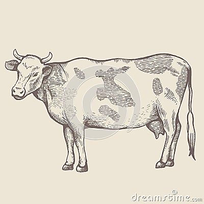 The spotted cow is standing. Vector Illustration