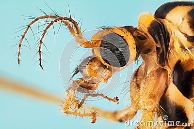 Spotted Crane-Fly, Nephrotoma appendiculata Stock Photo