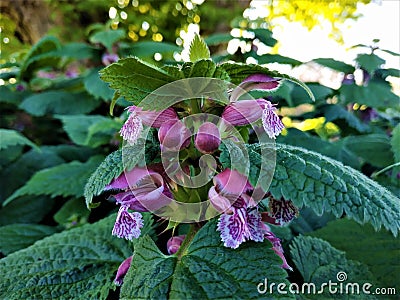 The spotted dead-nettle Lamium maculatum blooming in spring Stock Photo