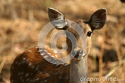 Spotted deer Stock Photo