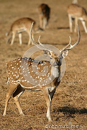 Spotted deer Stock Photo