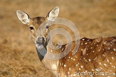 Spotted deer Stock Photo