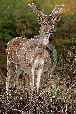 Spotted deer Stock Photo