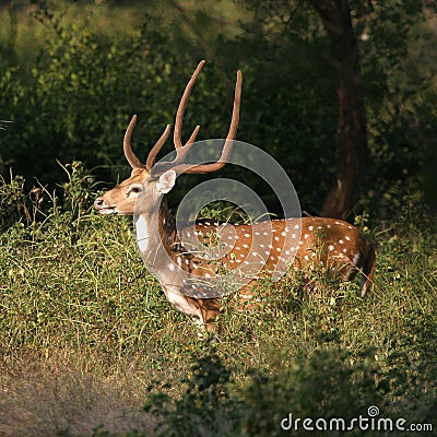 Spotted deer Stock Photo