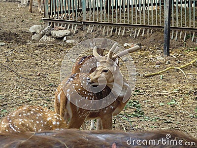 Spotted Deer, Cheetal Stock Photo