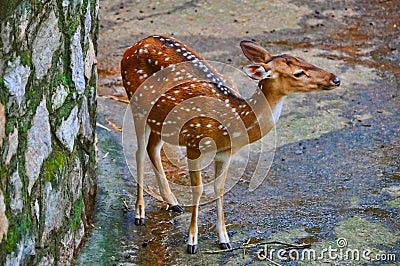 Spotted deer (chital) Stock Photo