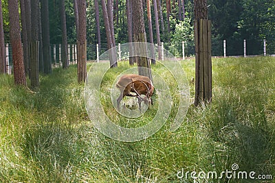 Spotted deer in the enclosure of Belovezhskaya Pushcha. They walk around the aviary Editorial Stock Photo