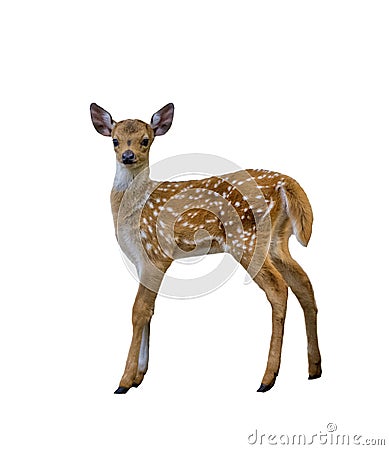 Spotted deer fawn isolated on white background Stock Photo